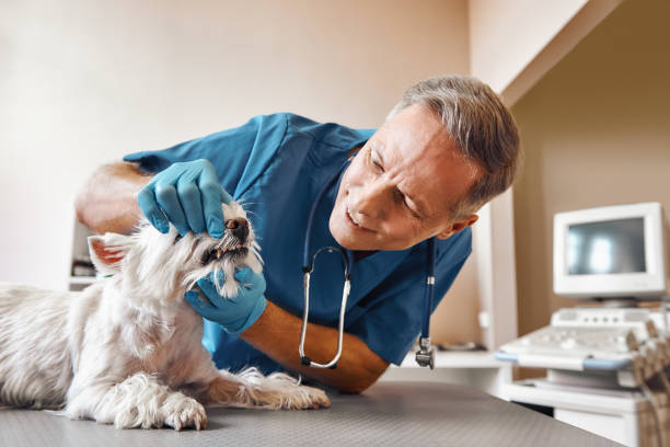 Best After-Hours Emergency Dentist in South Browning, MT